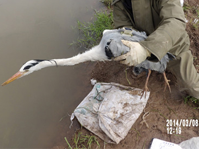新2官方网站,湖南野生动物追踪,湖南卫星追踪器,湖南追踪器 新2官方网站,湖南野生动物追踪,湖南卫星追踪器,湖南追踪器