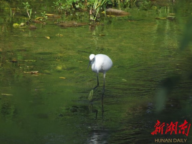 攸县兴林油茶,油茶苗,油茶果,轻基质杯苗,裸根苗,油茶苗价钱,油茶苗批发,油茶苗基地 攸县兴林油茶,油茶苗,油茶果,轻基质杯苗,裸根苗,油茶苗价钱,油茶苗批发,油茶苗基地